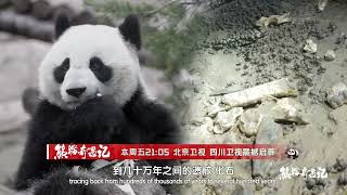 未播先火！中国首档大熊猫文化人文纪实观察节目｜熊猫奇遇记