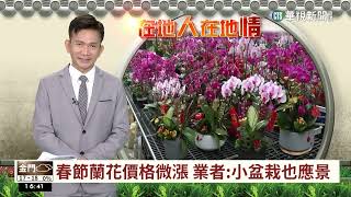 春節蘭花價格微漲 業者:小盆栽也應景｜華視台語新聞 2023.01.12