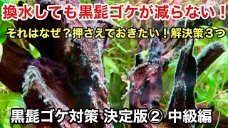 水槽の流木や石に付く黒髭ゴケ対策 決定版！②「中級編」ネイチャーアクアリウム、水草水槽立ち上げ初心者、コケ対策の基本、クロヒゲゴケ、藍藻、アオミドロ、糸状ゴケ、茶ゴケ、ヤマトヌマエビ、オトシンクルス