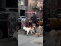 dog walkers in new york city 🐶美国职业溜狗师🌹摄制：大山🏔️ 狗 宠物 纽约 曼哈顿 唐人街 开心 善良 爱心 悠闲