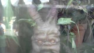 MANDRAKE ROOT SCREAMING