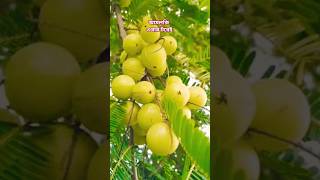 আমলকি গাছের পরিচর্যা// How to grow and care gooseberry plant in pot.