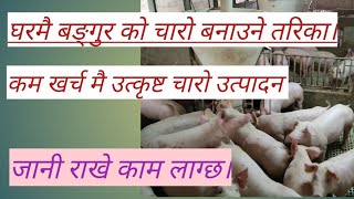 How to make pig pre-starter feed at home|| बङ्गुर को चारो घरमै कसरी बनाउने||Unique pig farm.