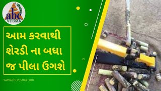 શેરડીના પીલા બનાવતા સમયે શું આ ધ્યાન રાખવું | Remember this while Sugarcane plant making