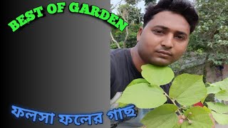 যে গাছ শহরে খুঁজে পাওয়া অনেকটাই সৌভাগ্যের ব্যাপার,।,। ফলসা ফলের গাছ।...... best of garden......