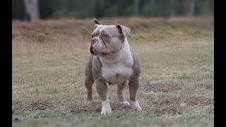 Lilac Tri American Pocket Bully Exotic Bully female Silken - Bullymon