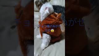 【ハプニング動画】dog like babyラテ♥クマの着ぐるみ事件発生チョコ乱入　#to cosplay