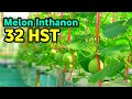 Wow! Perkembangan Mengejutkan Melon Inthanon 32 HST di Greenhouse Hidroponik