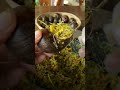 ខ្ចងចំហ៊ុយញាត់មីសួរ curry snail videoshow cooking