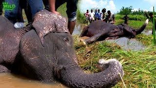 A Sick Elephant Gets Medical Attention: Wildlife deserve the best too