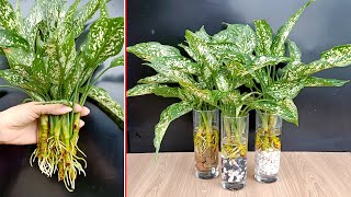 ガラスのコップにバレンタインの木を植えて、あなたに喜び、幸運、そして幸運をもたらします