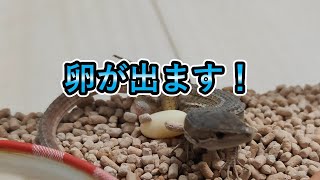 生まれるっっっ！