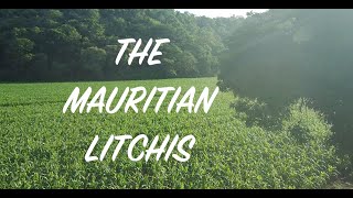 Litchis | Documentary