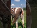 stallion went for a walk in a herd of mares । beautiful horses