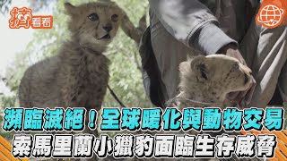 瀕臨滅絕! 全球暖化與動物交易 索馬里蘭小獵豹面臨生存威脅｜TVBS新聞｜擠看看