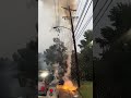 video of tree taking down power line during tropical storm francine – sept. 13