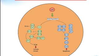 P53 signaling pathway Creative Diagnostics