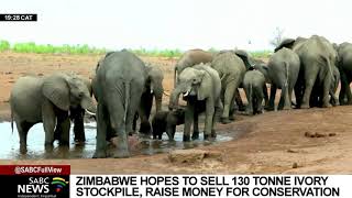 Zimbabwe hopes to sell 130 tons of ivory to raise money for conservation