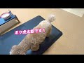 実家の柴犬と遊んだ後に帰宅したら愛犬の浮気チェックがすごかったw【トイプードル】