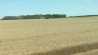 Swathing wheat