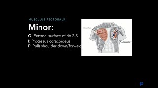 [REMADE] Muscles of Thorax, Back and Shoulder [Origin, Insertion and Function] - Anatomy