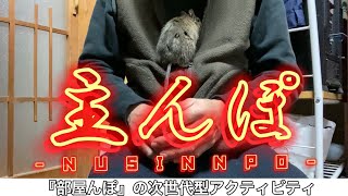 【デグー】ピピとの生活『主んぽ-NUSINNPO- 部屋んぽの次世代型アクティビティ #049