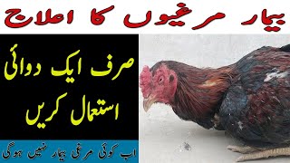 Bimar murgio ka ilaj-Treatment kaise karey || full information