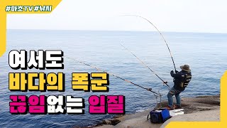 여서도 바다의 폭군을 낚다!!(feat.여서도 돌돔 낚시 및 민박)rock bream Fishing(イシダイ)