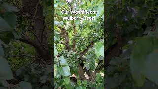 World's Biggest Mulberry Tree Ever 😂