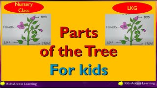 Parts of the Tree | Different parts of plants | Part of plants and their functions |Preschool online