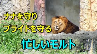 ナナを守り、プライドを守る～忙しいモルト～　Lion (ライオン)　多摩動物公園