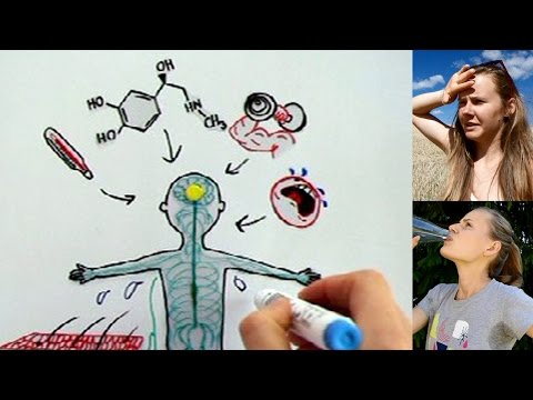 Sweating explained / Schwitzen erklärt - Fast Forward Science 2015 Sweating explained / Schwitzen erklärt - Fast Forward Science 2015