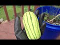 how to grow vegetables in small space in 5 gallon buckets u0026 best plants to grow in bucket garden