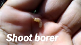 How to know your eggplant have Shoot borer, Fruit borer or Stem borer and easy to know