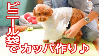 ビニール袋でカッパ作り♪【トイプードルのムギ】Plastic bag made feather♪