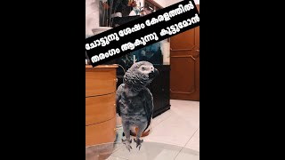 Amazing Mallu Parrot Prodigy Talks incredibly Fluent | അസാമാന്യ പ്രതിഭയുമായി കുട്ടു മോൻ