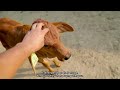 शरारती साहीवाल बछड़ियाँ naughty sahiwal calves sahiwal cow