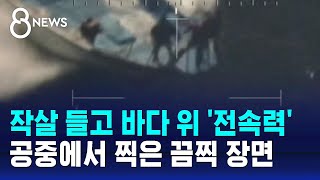 작살 들고 바다 위 '전속력'…공중에서 찍은 끔찍 장면 / SBS 8뉴스