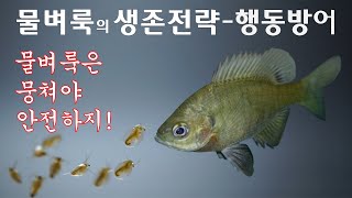 물벼룩의 생존전략 - 행동방어(Survival strategy of Daphnia - Behavioral defense)