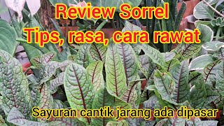 Review sayuran elit \u0026 cantik seperti bunga hias . SORREL