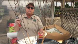 How To Prune Bare Root Fruit Trees