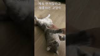 만져 달라고 재롱 떠는 고양이 #shorts