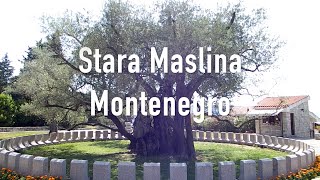 Stara Maslina, Pohon Zaitun Tertua Dunia | Ancient Olive Tree in Montenegro