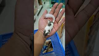 小蚂蚁养宠日记#149 PIED DORMOUSE #cutepets #cute #cuteanimals #dormouse #睡鼠 #宠物 #shorts #short