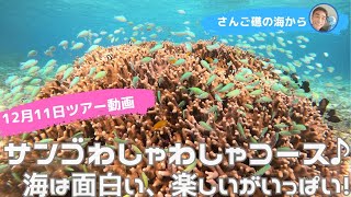 【石垣島】海は面白いがいっぱい！12月11日シュノーケリングツアー動画