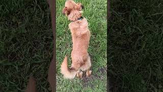 Gavster walks #funnyanimals #dog #dogs