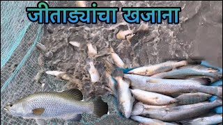 जिताड्यांचा खजाना..🐟🐠 Jitadyancha Khajana..🐠🐟 तळ्यात पेरा  मारून पकडली नुस्ती जिताडी..🐟🐠 @manoj naik