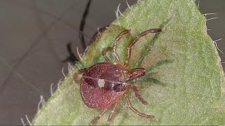 What you need to know about tick-borne meat allergies