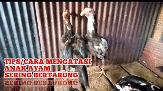 CARA MENGATASI ANAK AYAM YANG SERING BERTARUNG DIKANDANG