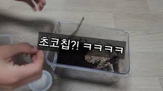 insect time호야tv 공벌레\u0026양쥐며는리를 사육세티을 해보자!